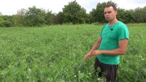 ГОРОХ И ГОРЧИЦА ЛУЧШИЕ СИДЕРАТЫ ДЛЯ ОГОРОДА