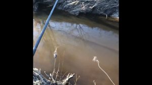 Рыбинка. Рыбалка на Рыбинском водохранилище. Ловим язя.