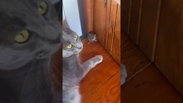 Прикол, Русские Том и джери ?? смотреть онлайн