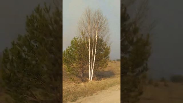 пожары Сибирь Иркутская область 2022 05 12 смотреть онлайн