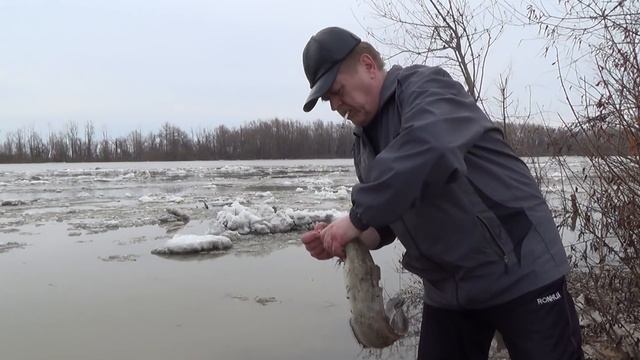 Ледоход на Иртыше, Первая  удачная рыбалка на налима.