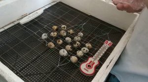 Выращивание перепелов из магазинных яиц в городской квартире. 2