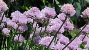 Allium schoenoprasum