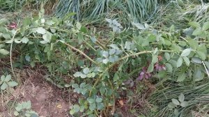 ОБРЕЗКА РОЗ ОСЕНЬЮ. ОСОБЕННОСТИ ОБРЕЗКИ ПЛЕТИСТЫХ РОЗ.