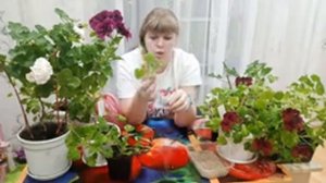 Размножение королевской, тюльпановидной пеларгонии.