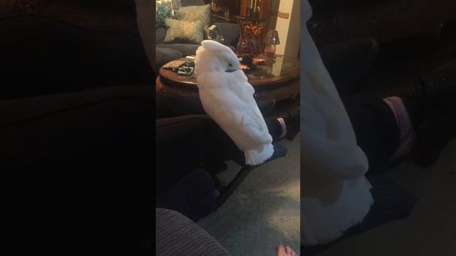 Angel Our Umbrella Cockatoo Goes After Courtney's Shoe смотреть онлайн