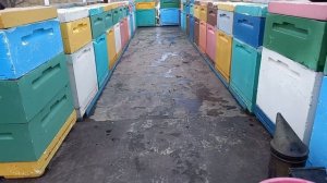 Обзор прицепа для перевозки пчел (пчелоприцепа)