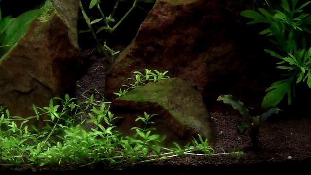 1 месяц (16.03.18) после запуска 25 литрового креветочника-эндлерника смотреть онлайн