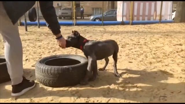 Занятия со щенком кане корсо. смотреть онлайн