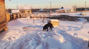 Вязка мои собак ВСЛ Соболь, Луша январь 21г.