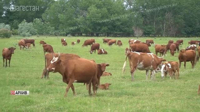 Дагестан - лидер по численности коров среди регионов