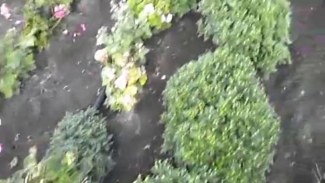 Пеларгонии, хризантема, гвоздика, забираем из под капельного полива. смотреть онлайн