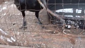 Умный ворон