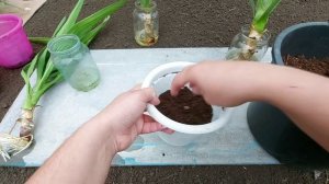 Юкка слоновая: укоренение и посадка