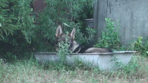 Немецкие овчарки с Красных Прудов