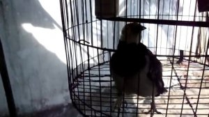 Черношейный скворец. Вьетнам.