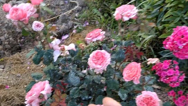 #РозаМаритим Очаровательная роза Маритим. Яркий луч в сентябре. Саженец от Меховских. смотреть онлайн