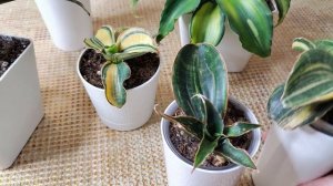 Сансевиерия Зимбабве порадовала. И остальные.