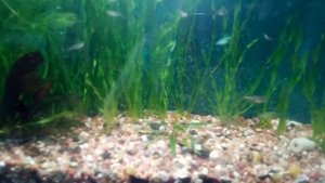 Мальки данио и гуппи, месяц от роду