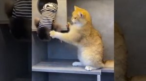 кот и обезьяна