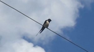 Небесные Ласточки. Сезонные Птицы (Birds. Swallow. Migratory birds)