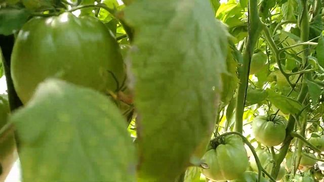 ?Томат - сорт полосатое бычье сердце ? смотреть онлайн