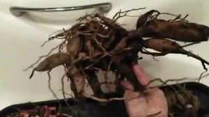 Подготовка клубней георгин, к зиме.