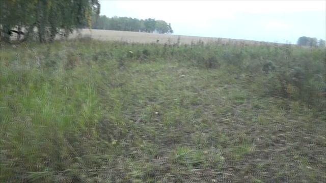 По грибы. 11 сентября 2020 г. Осенний опенок начал попадаться. смотреть онлайн