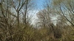 Ловля Щегла,Чижа,Зеленухи на Сеть пролетку