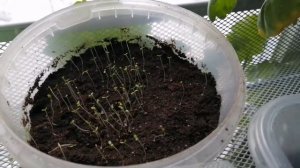 Выращивание земляники Барон Солемахер на рассаду из семян. Часть 2. Взошли или нет?