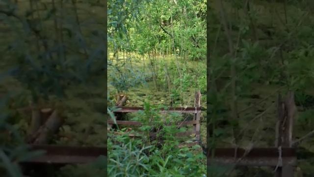 Уточка на даче в пруду, часть 2 смотреть онлайн