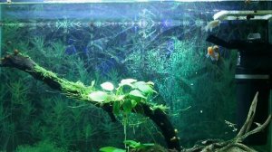 Нотобранхиус Рахова (20 литров)