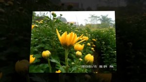 Chrysanthemum indicum