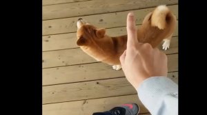 Funniest Shiba Inu Compilation #2 - Best Funny Shiba Inu Videos 2018