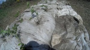 Борьба с пыреем   приятное с полезным