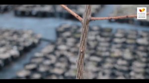 Как сделать лиственницу на штамбе.mp4