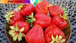 КЛУБНИКА. Лучшие сорта клубники. Вкусная и урожайная садовая земляника