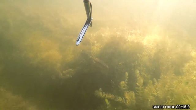 подводная охота дельта реки Или озеро Балхаш 15-17 июня 2020 года смотреть онлайн