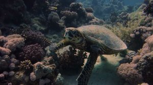 Hawksbill sea turtle (Sharm el-Sheikh, Egypt) 04.03.2022