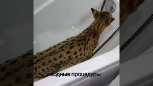 Кошка Саванна любит купаться.