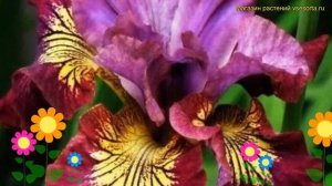 Ирис сибирский Мисс Эппл. Краткий обзор, описание характеристик iris sibirica Miss Apple