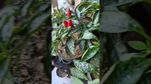 Начал плодоносить перец Акапулько и Фокста, промежуточное видео