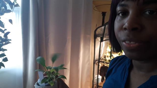 2 Anthurium Vittarifolium for the price of 1 - A miracle in my greenhouse #storytime смотреть онлайн