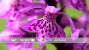 пальчатокоренник