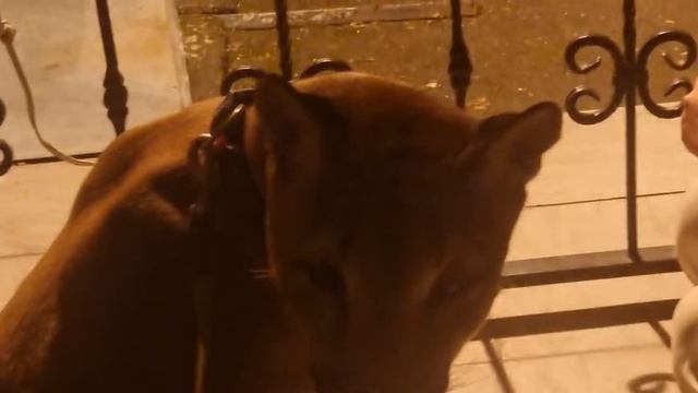 Чем кормить хаски ? смотреть онлайн