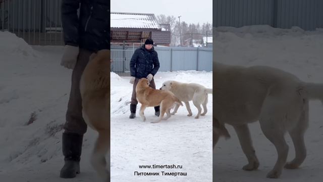 Гайдар Аврора и Майбах Среднеазиатские овчарки Тимерташ Ведётся запись на щенков +79048881825 #dog