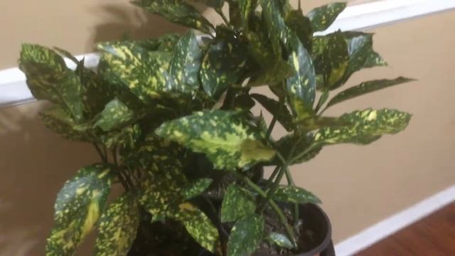 Backyard garden | 30 video | Small gold dust croton plant. смотреть онлайн