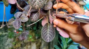 Propagating plants using Jiffy Bags | Jiffy bag | simple propagation method