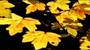 проект "Что нам осень принесла"