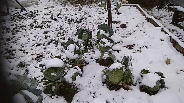 Пришла зима- пора убирать ДАЙКОН! И пчёл. смотреть онлайн